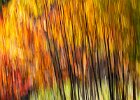7 Fall Colours.jpg
